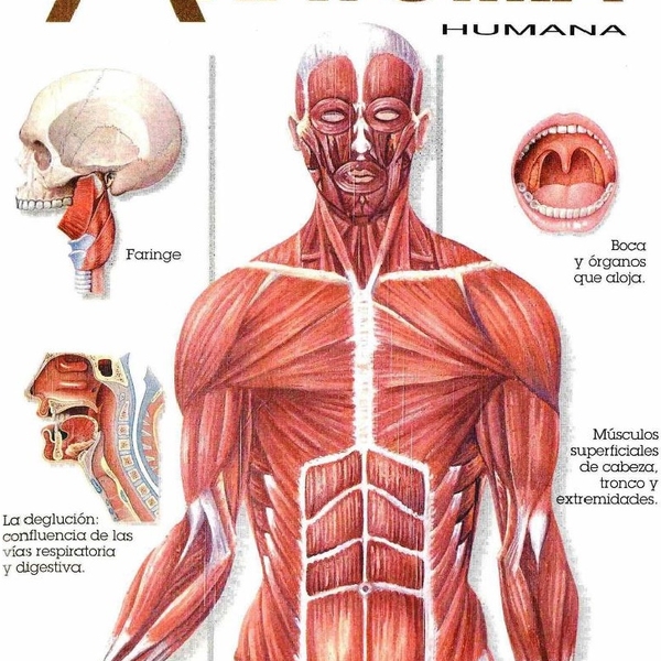 Juan - profesor de anatomía - 