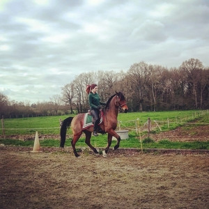 Darshan - Prof de dressage - Rennes