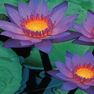 Françoise - Prof de remise en forme - Saint-Just-d'Ardèche