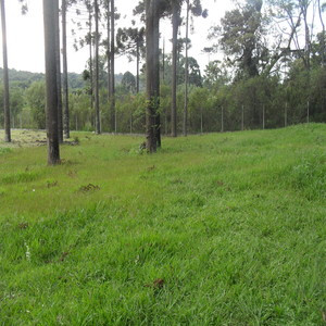 Jorge - Prof de ecologia - Curitiba