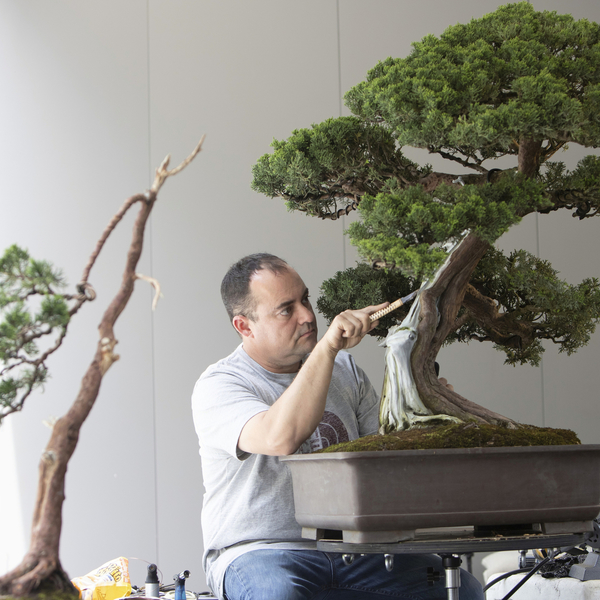 Nuevas herramientas para bonsái - Hugo Bonsai