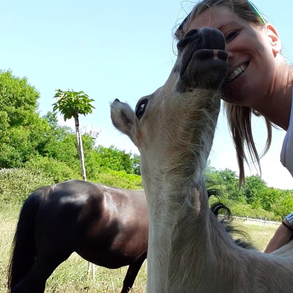 Monitrice d equitation independante au service du bien-être de l animal et de son humain =)