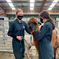 Massey University student of Veterinary Medicine providing a solid foundation for Biology subjects at High school level. Extra ~ I can introduce Veterinary anatomy and physiology basics to you.