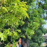 Rabia - Physics tutor - Boston