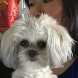 Chris - English tutor - Toronto