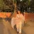 Saanvi - History tutor - Chandigarh