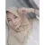 Feby - Guru photoshop - Palopo